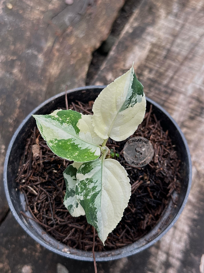 Aglaonema Pictum Tricolor Variegated - Scindapsus Borneo