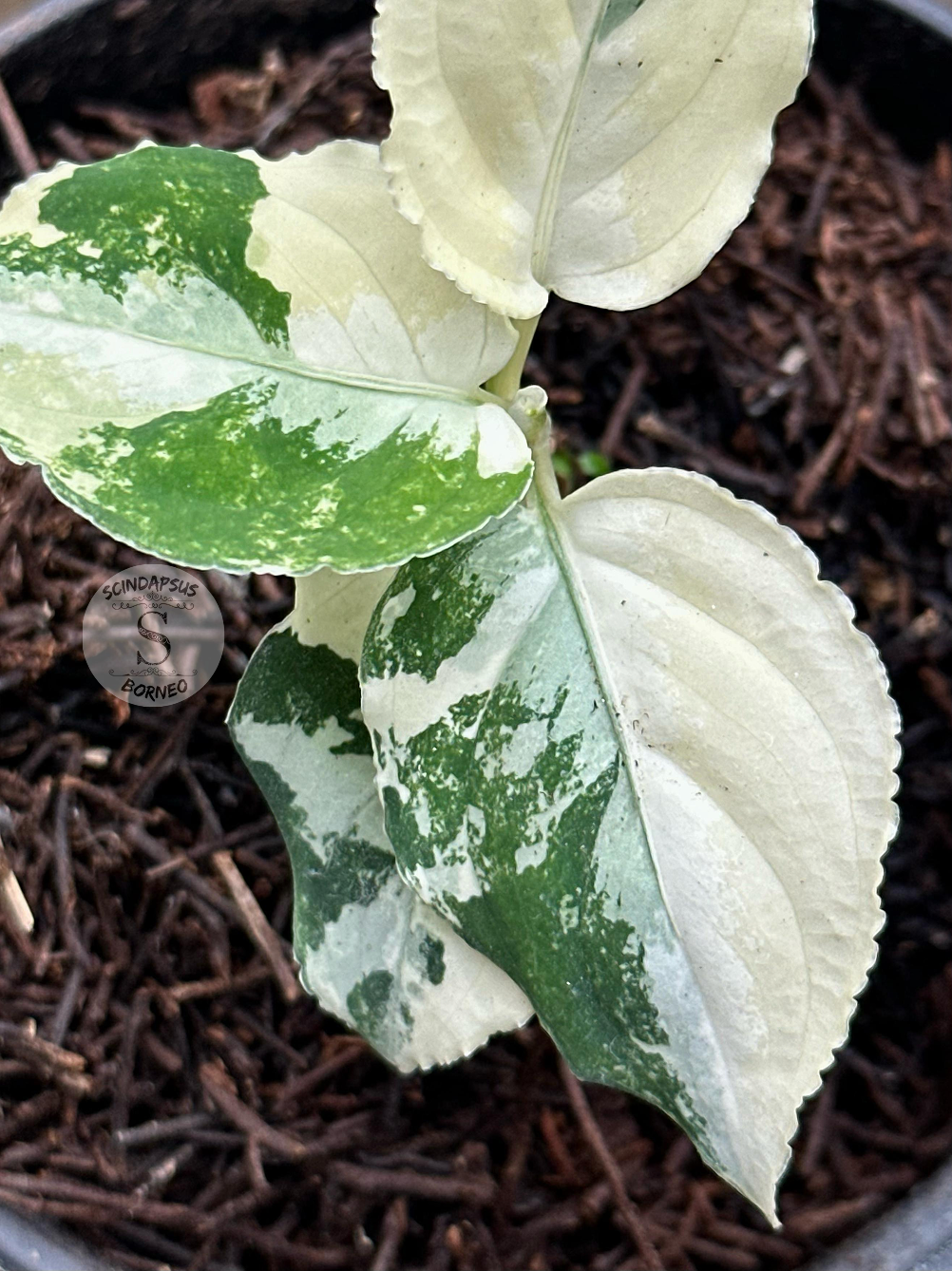 Aglaonema Pictum Tricolor Variegated - Scindapsus Borneo
