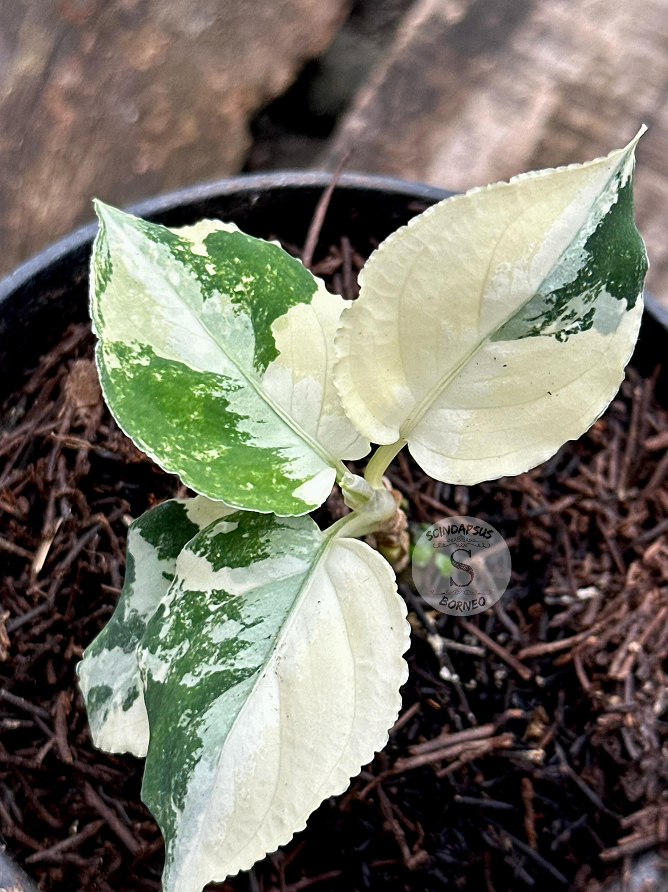 Aglaonema Pictum Tricolor Variegated - Scindapsus Borneo