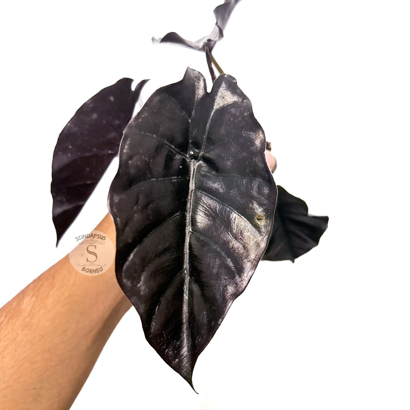 Alocasia Azlani Black Borneo - Scindapsus Borneo