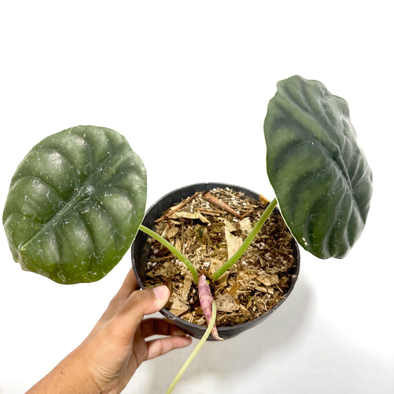 Alocasia Cuprea - Scindapsus Borneo