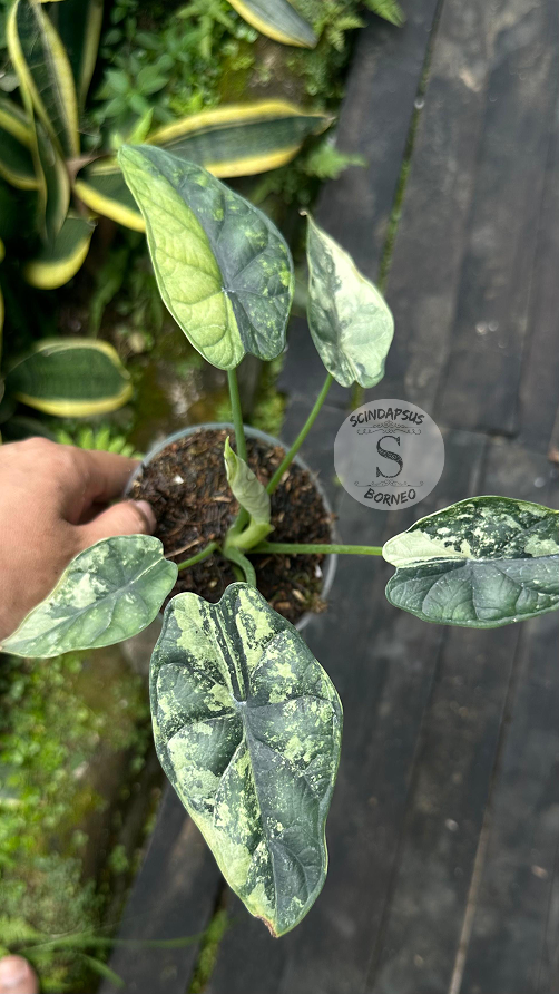 Alocasia Dragon Scale Narrow