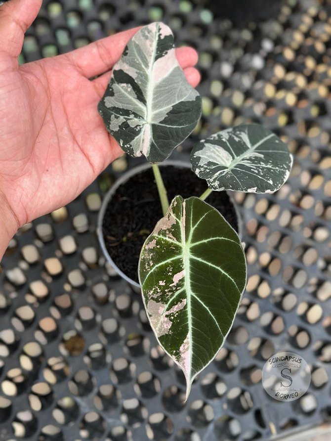 Alocasia Black Velvet Var Pink - Scindapsus Borneo