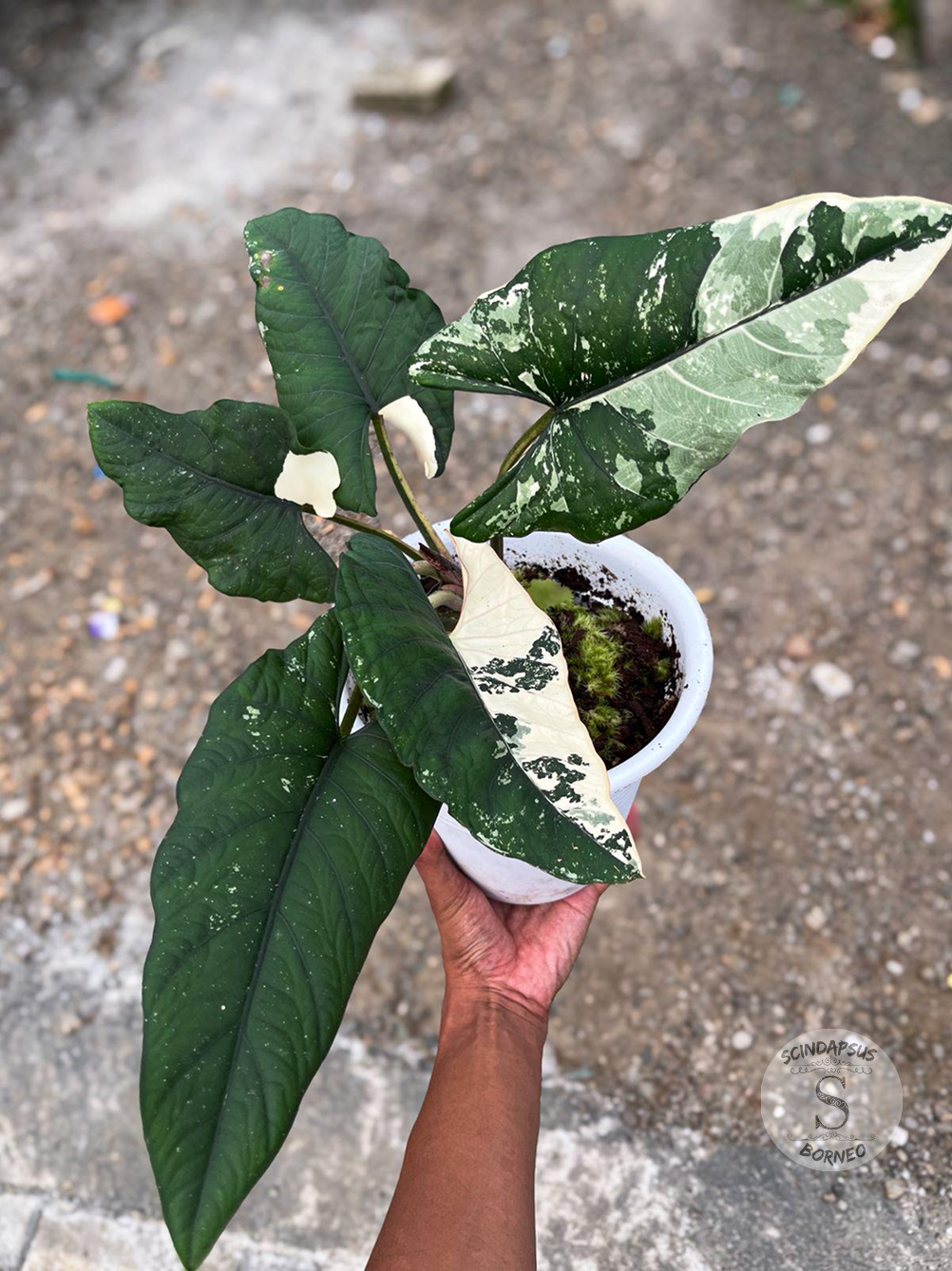 Alocasia Bisma Variegated