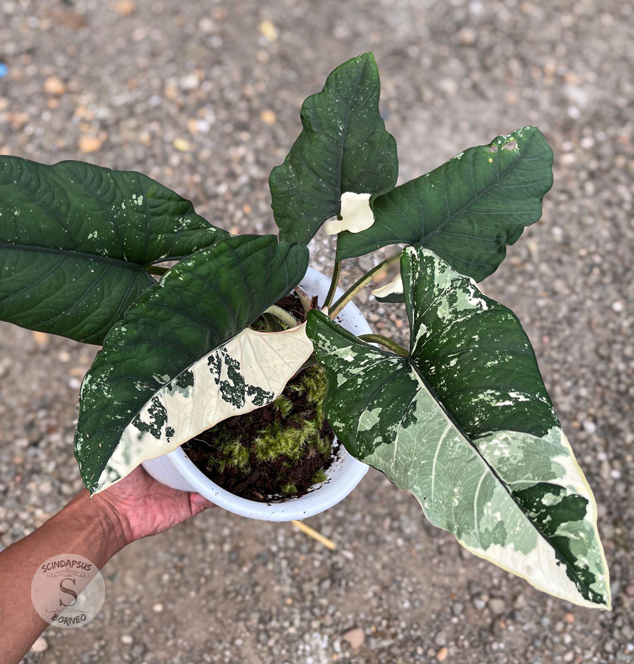Alocasia Bisma Variegated - Scindapsus Borneo