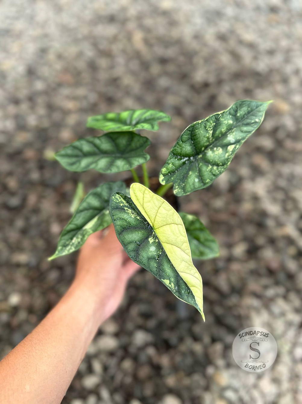 Alocasia Dragon Scale Narrow