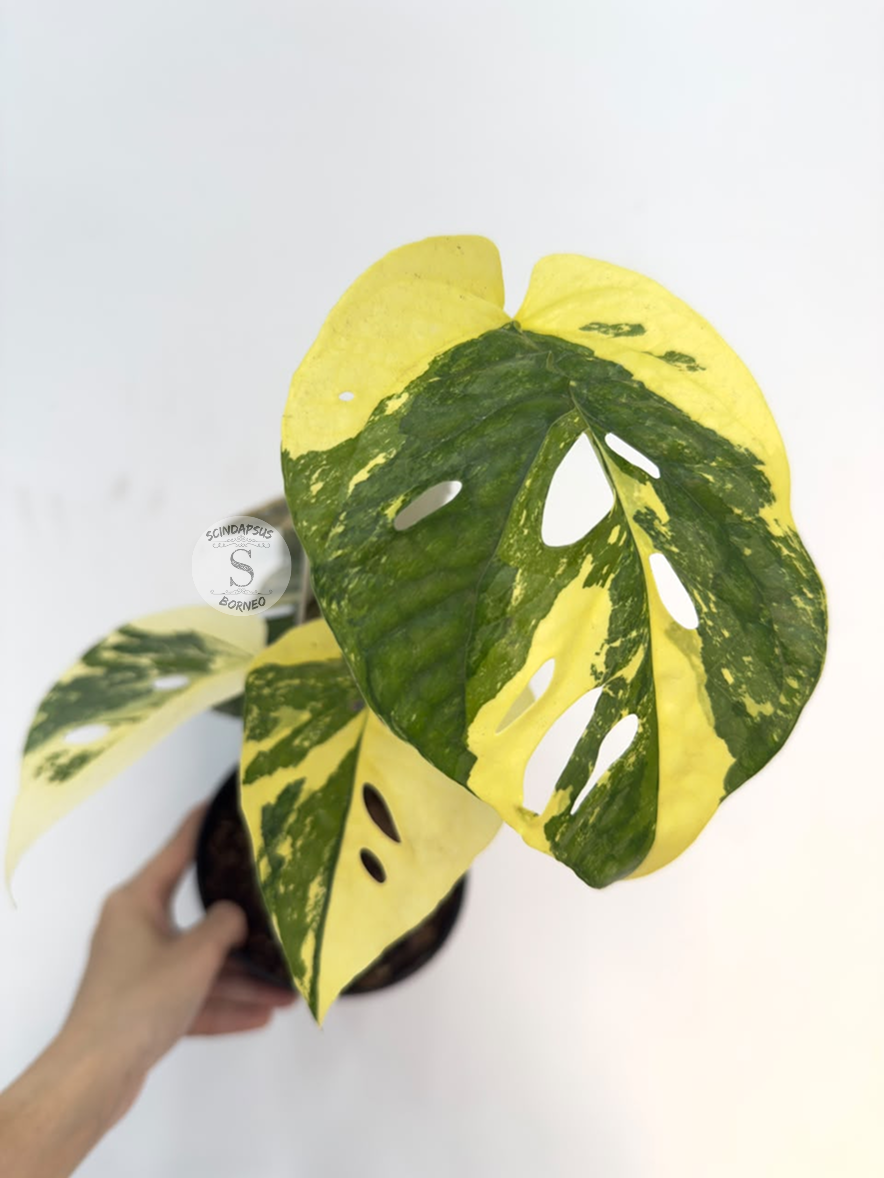 Amydrium sp aurea - Best Selected
