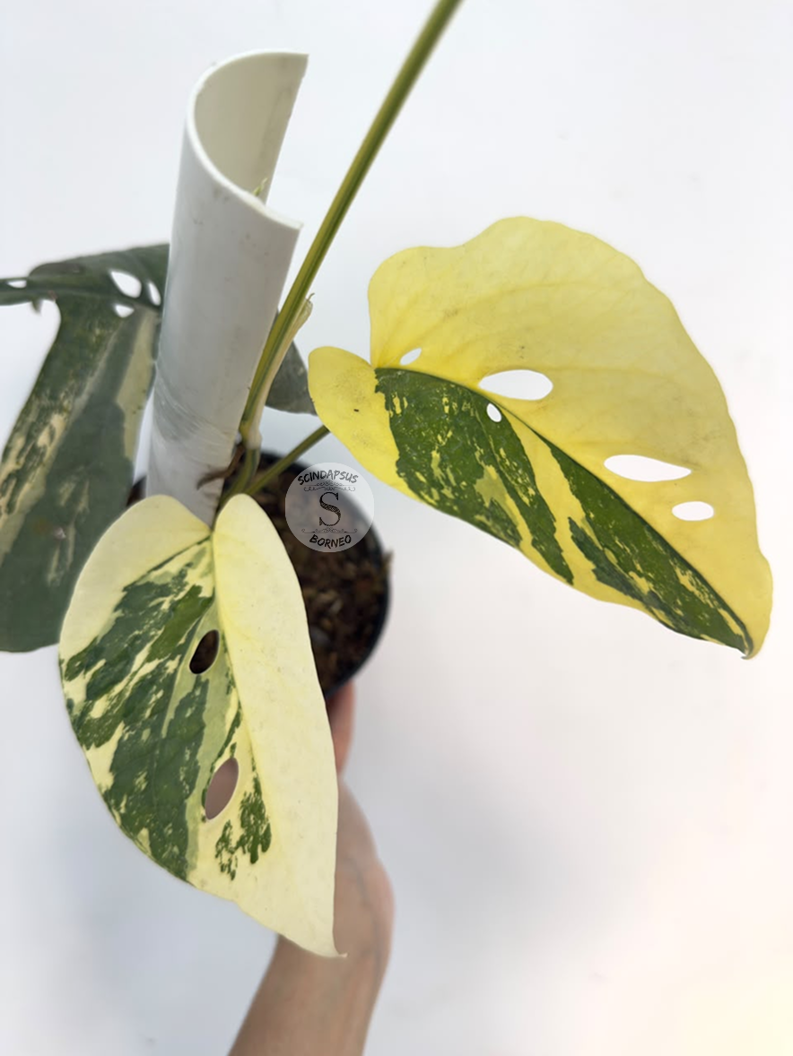 Amydrium sp aurea - Best Selected
