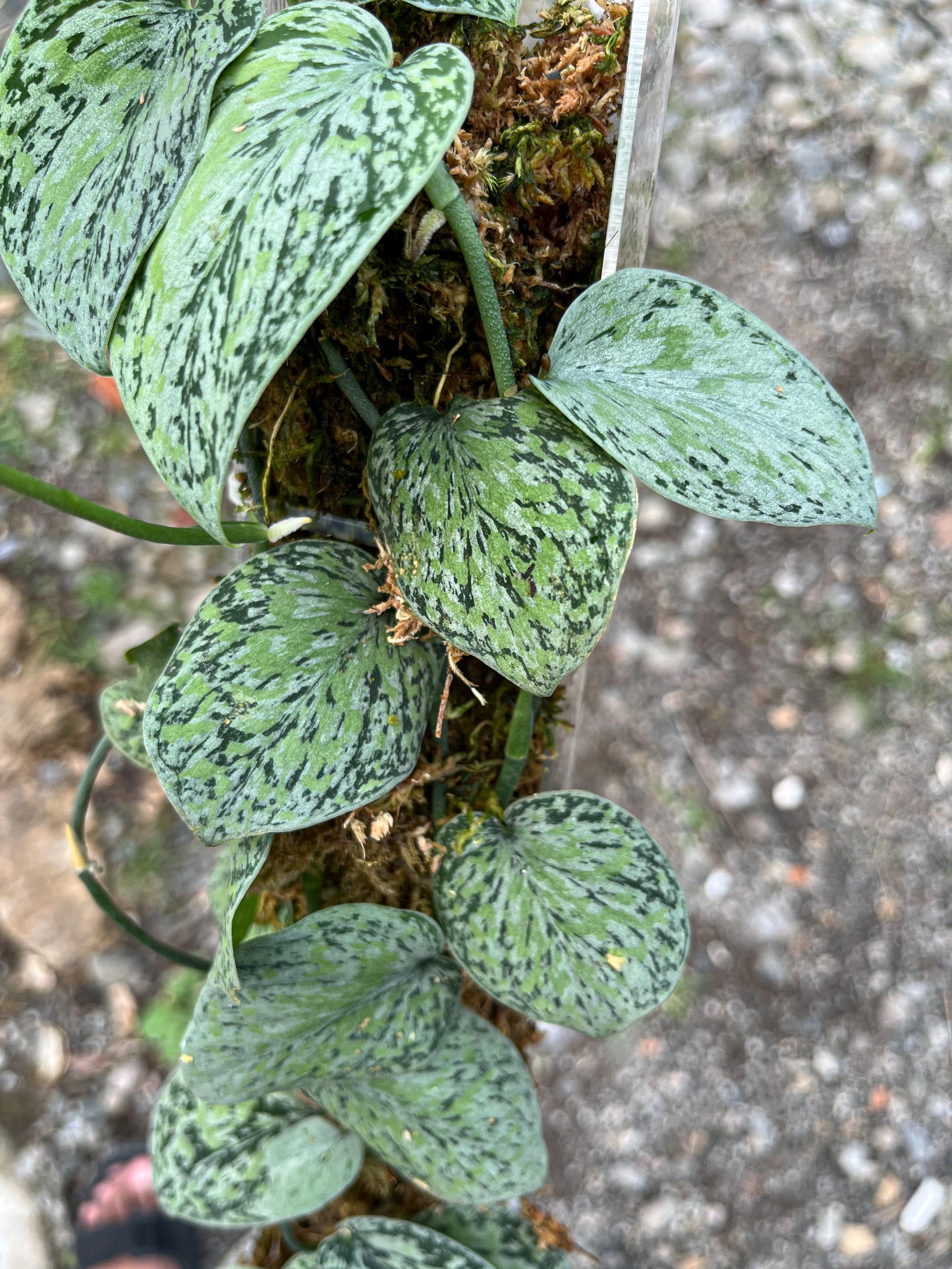 Scindapsus Tricolor Cakrawala