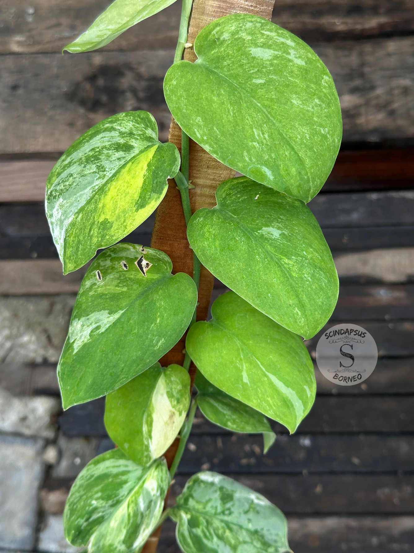 Scindapsus Silver Splash No Id Tricolor - Best Selected - Scindapsus Borneo
