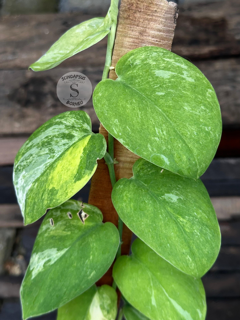 Scindapsus Silver Splash No Id Tricolor - Best Selected - Scindapsus Borneo