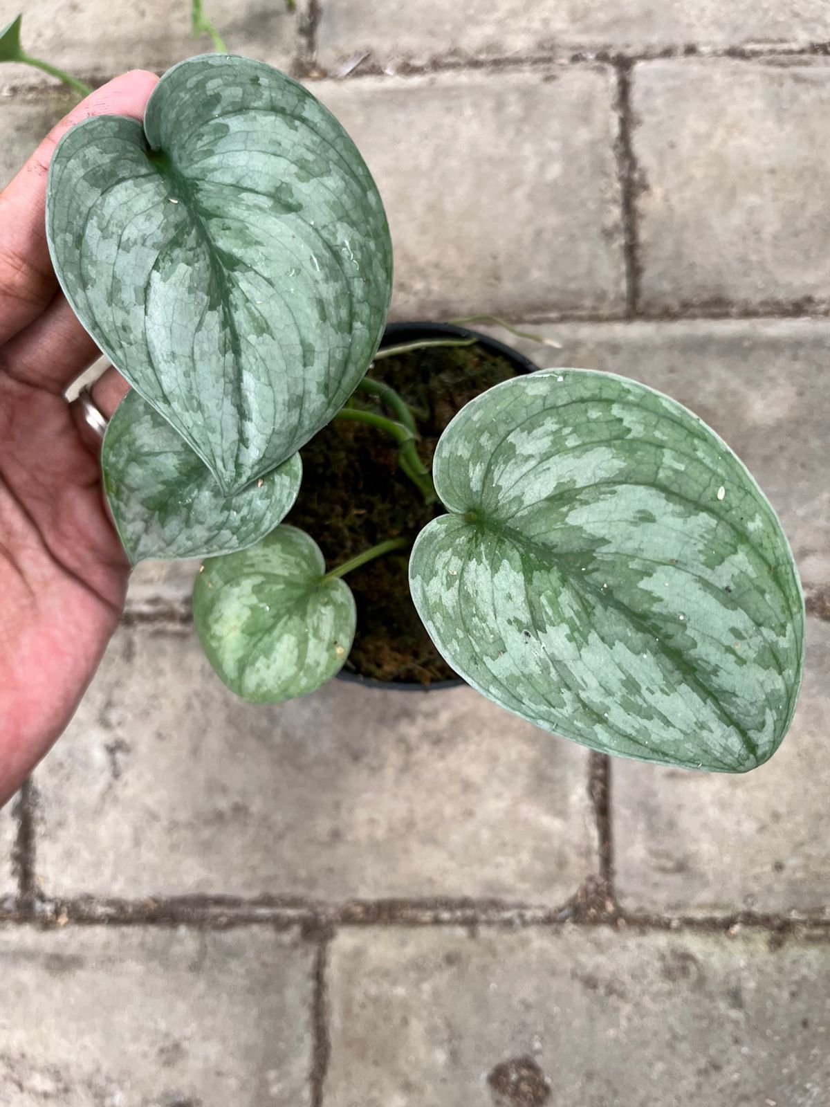 Scindapsus Banyumas