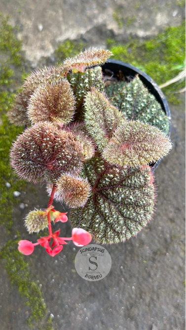 Begonia Baik