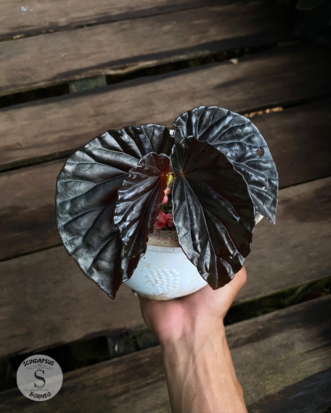 Begonia Black Blood - Scindapsus Borneo