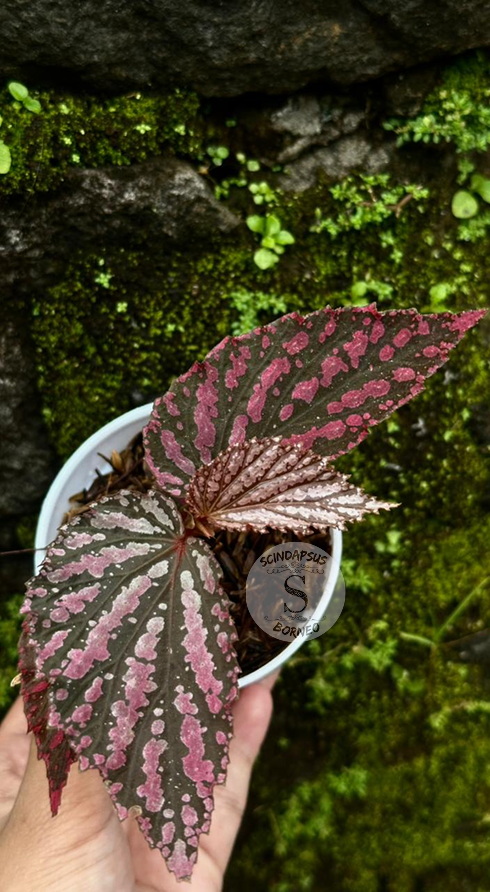 Begonia Caterpillar Pink Sp Borneo