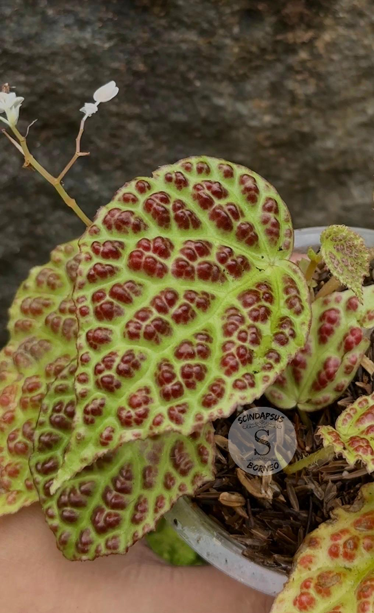 Begonia Dracopleta Sp Borneo