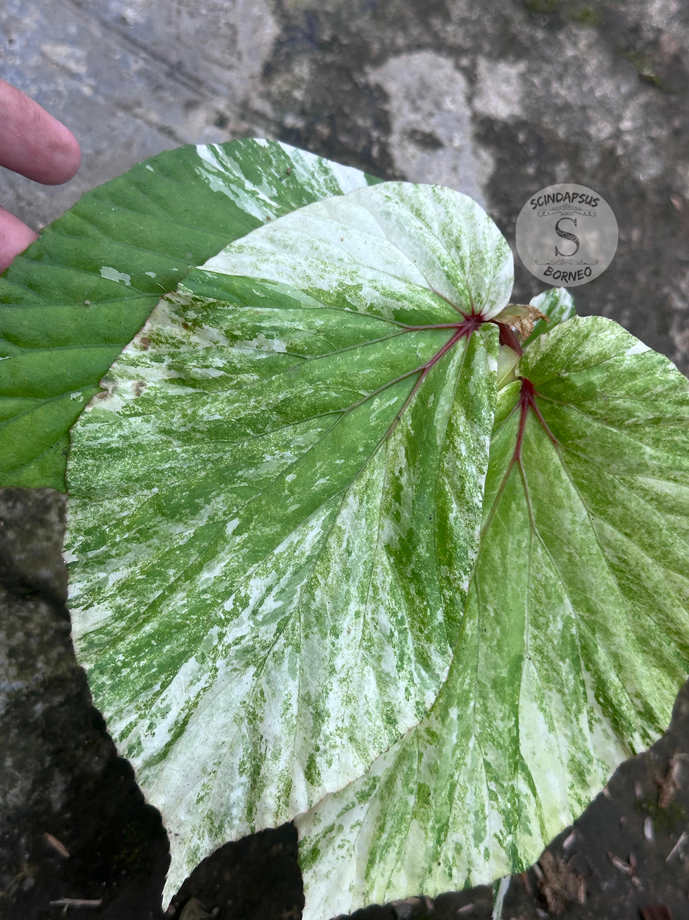 Begonia Varigata - Scindapsus Borneo