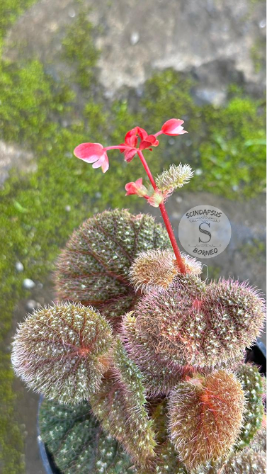Begonia Baik