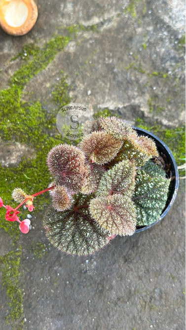 Begonia Baik