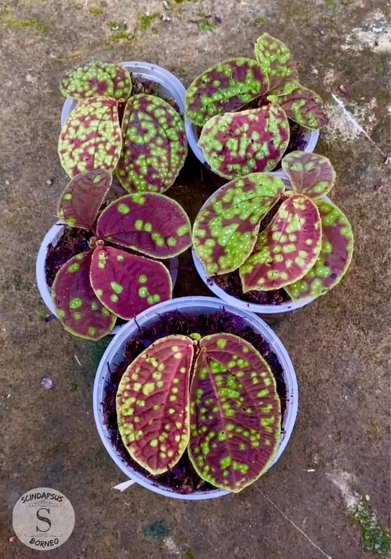 Begonia Senorilla - Scindapsus Borneo