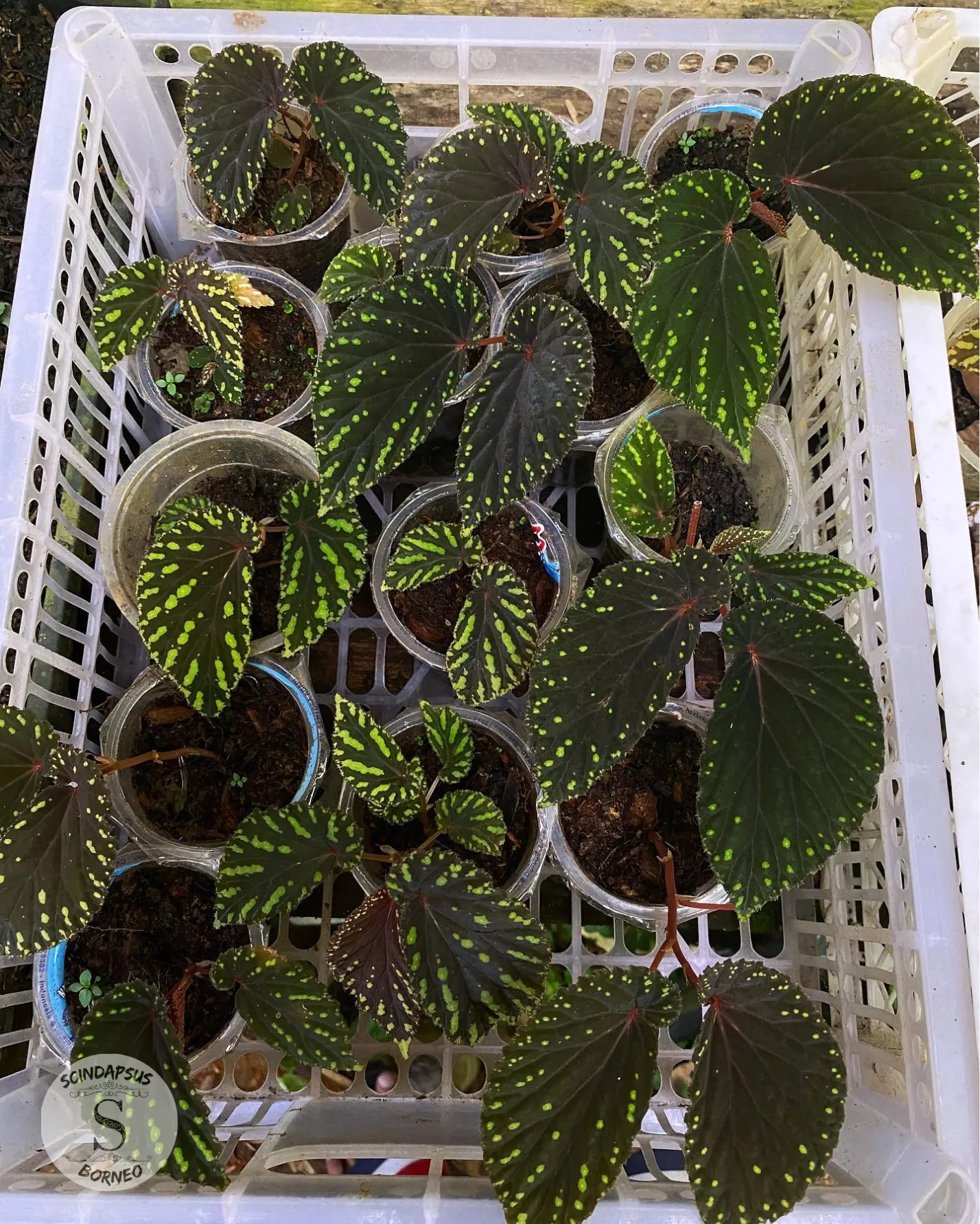 Begonia Sp Kapuashulu - Scindapsus Borneo