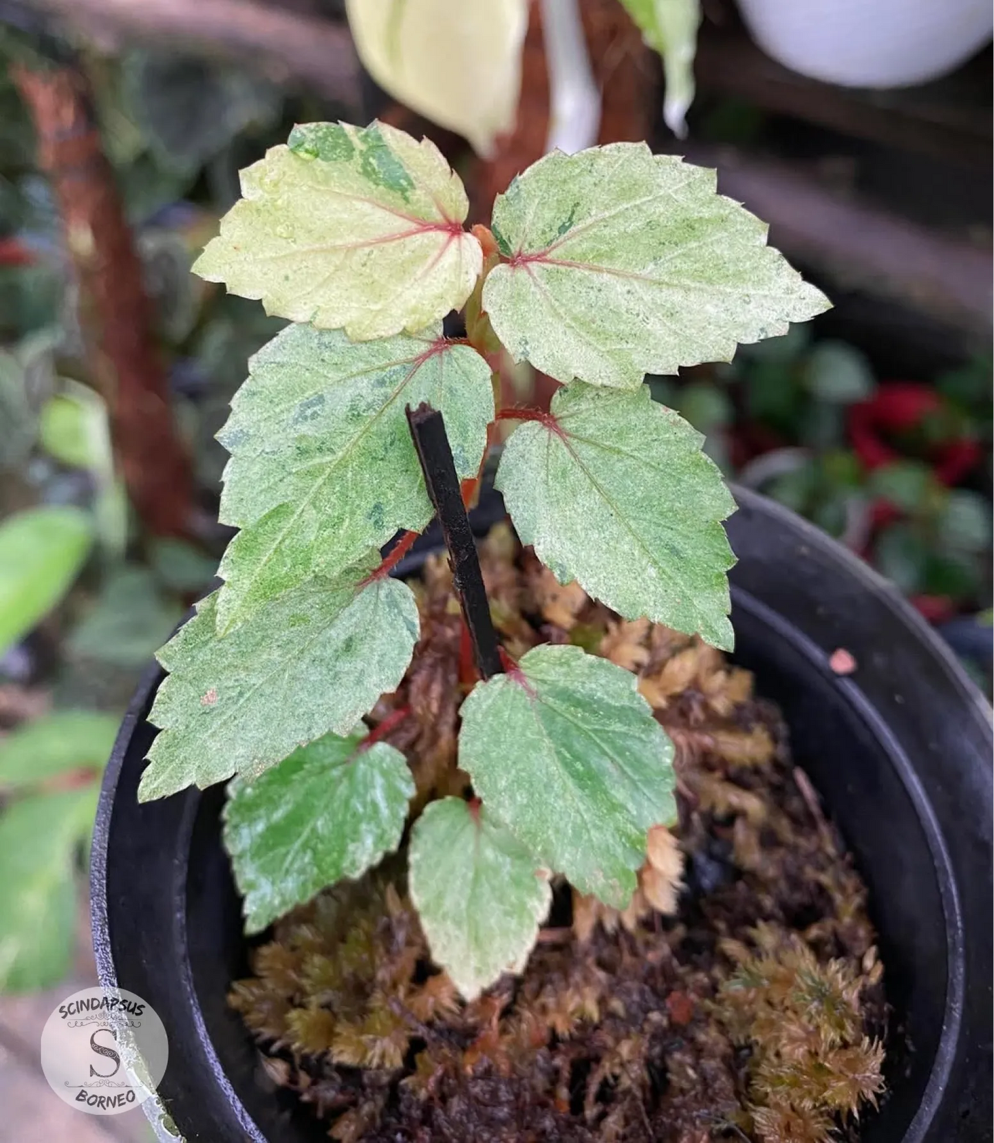 Begonia Sp Varigata - Scindapsus Borneo