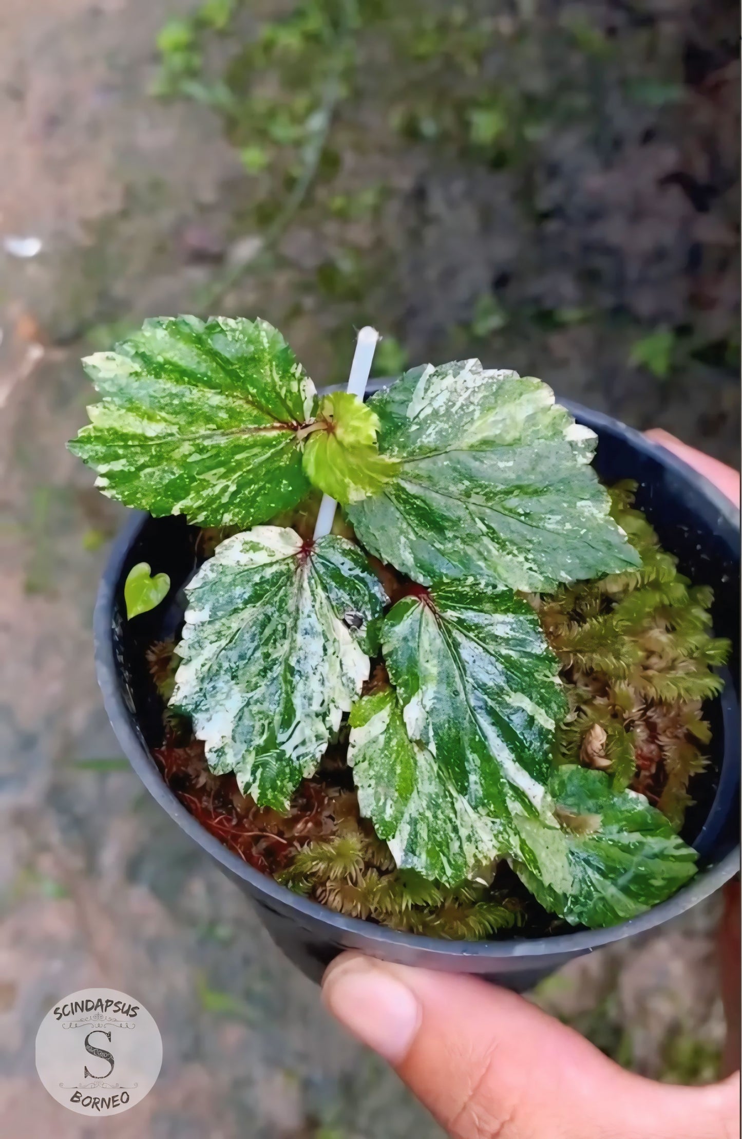 Begonia Varigata Tricollor - Scindapsus Borneo