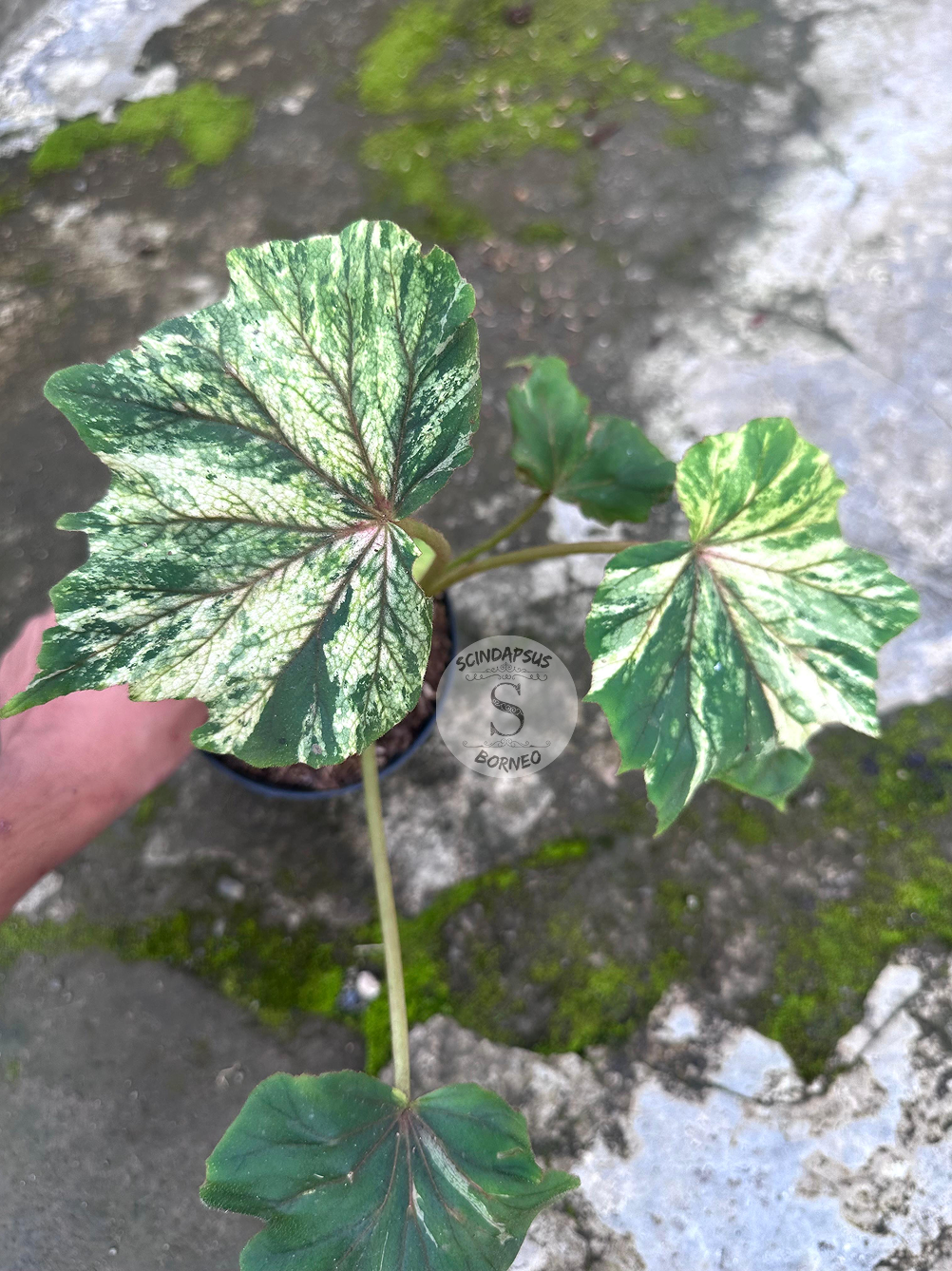 Begonia Baby Dragon - Scindapsus Borneo