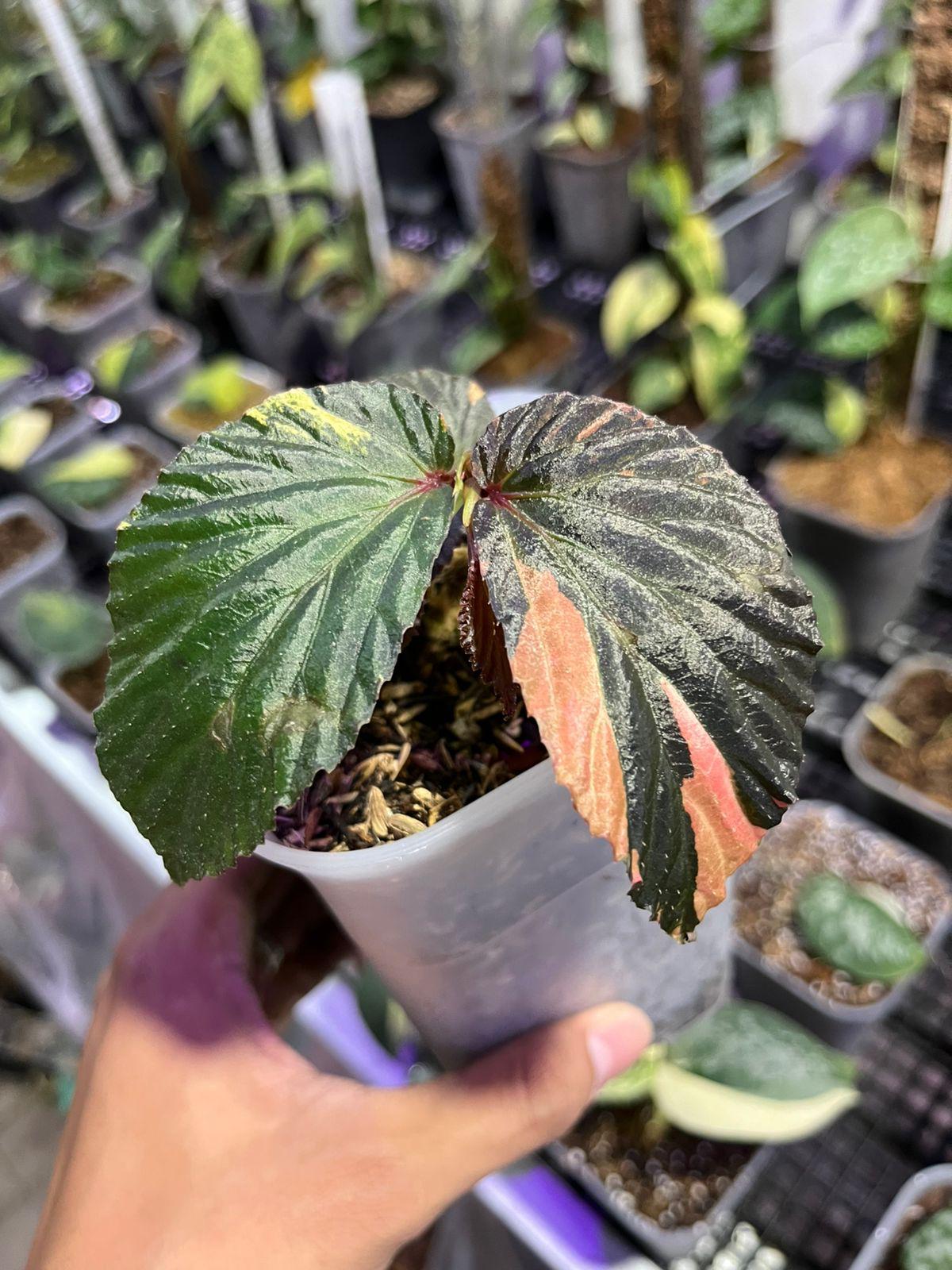 Begonia variegata pink - Best Selected - Scindapsus Borneo
