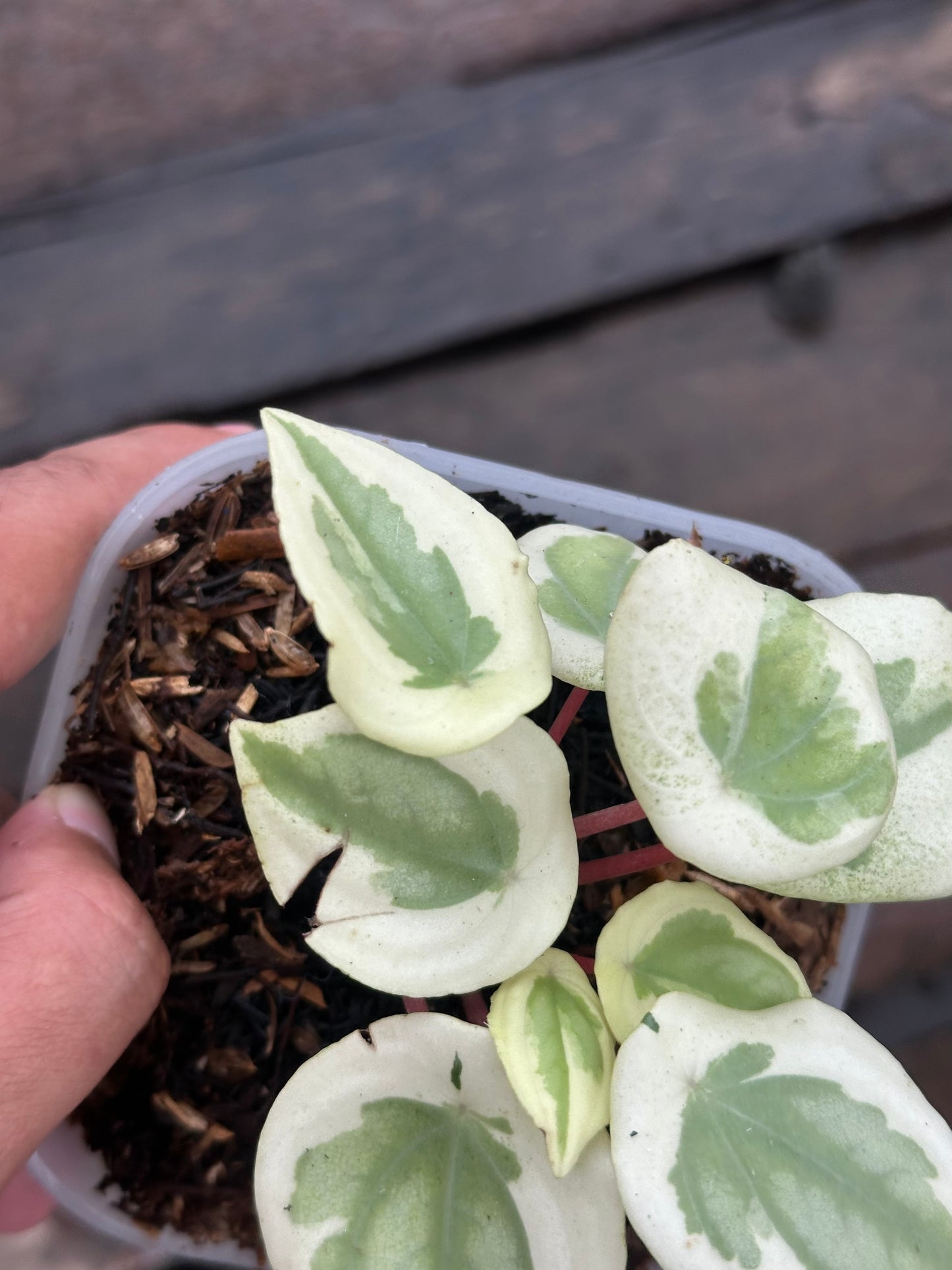 Peperomia Water Melon White Mutation - Scindapsus Borneo