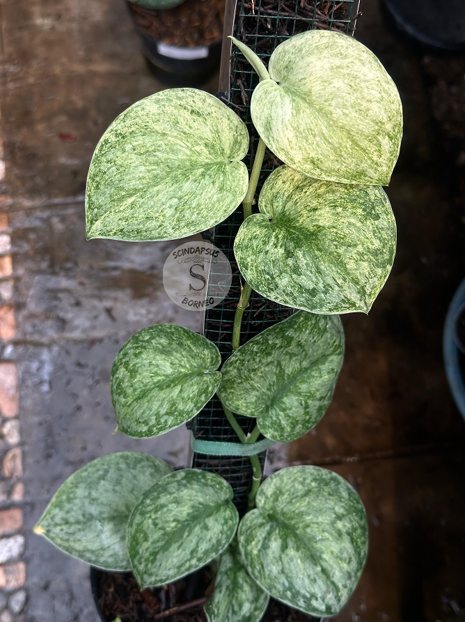 Scindapsus Exotica Marble Sp Banyumas - Best Selected