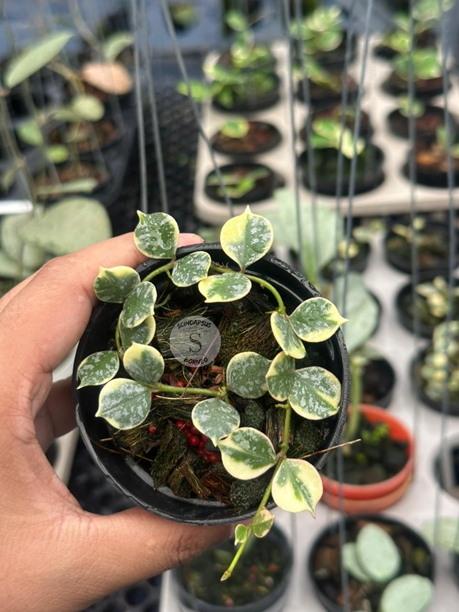 Hoya Curtisii Albo