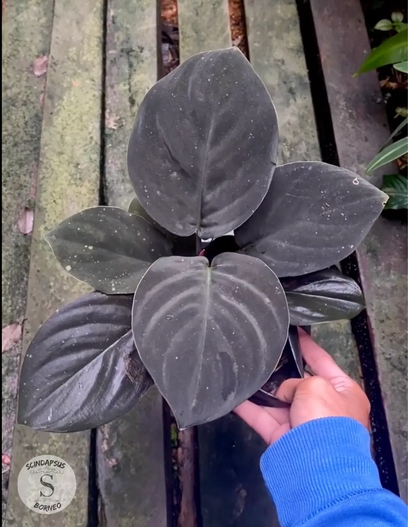 Homalomena Black Velvet - Scindapsus Borneo