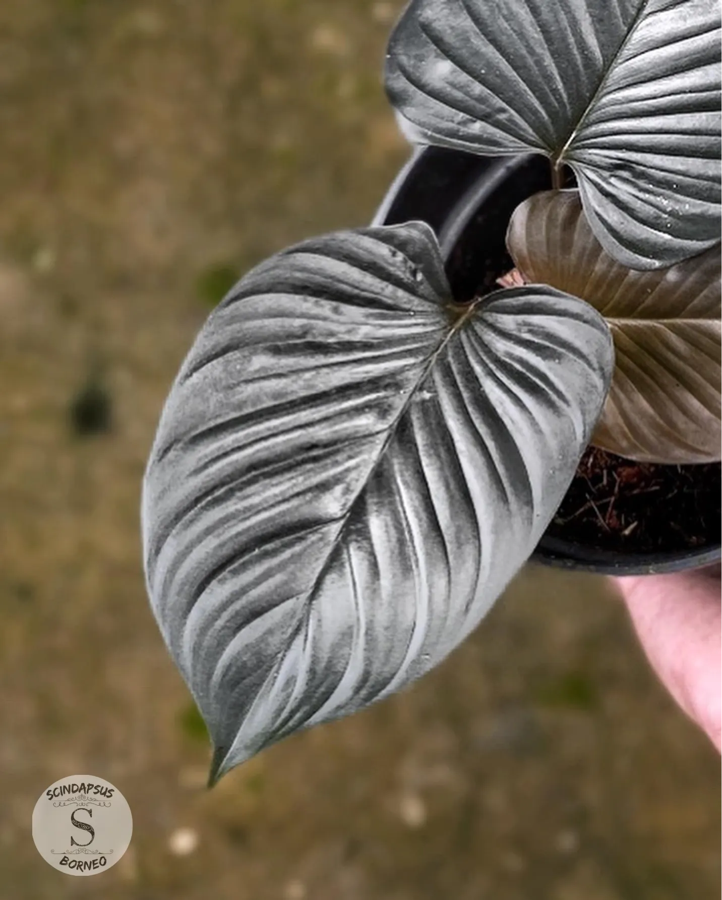 Homalomena Blackout - Scindapsus Borneo