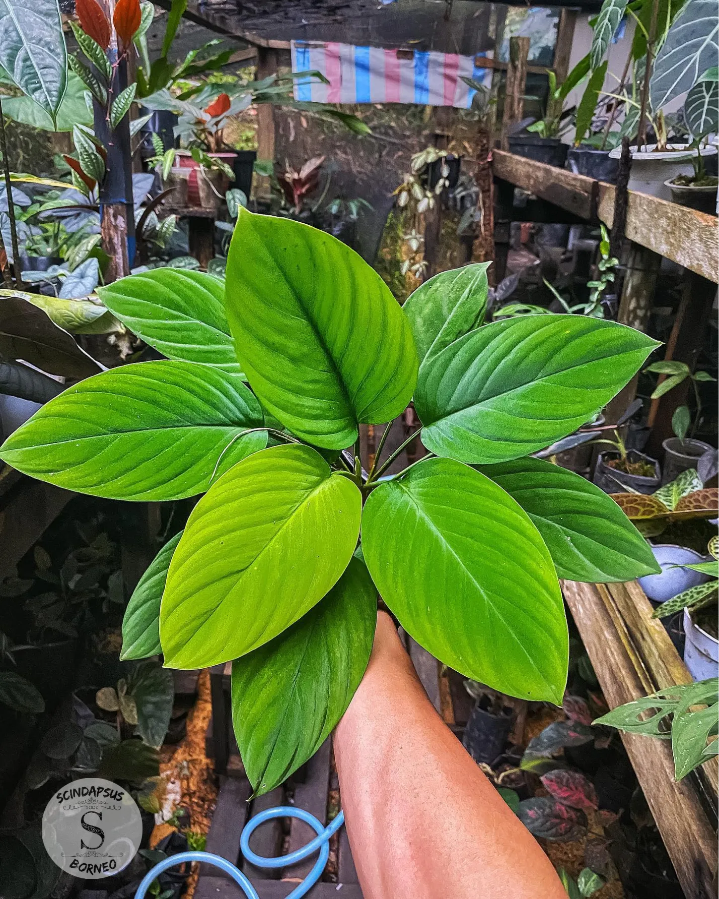 Homalomena Green Shield - Scindapsus Borneo