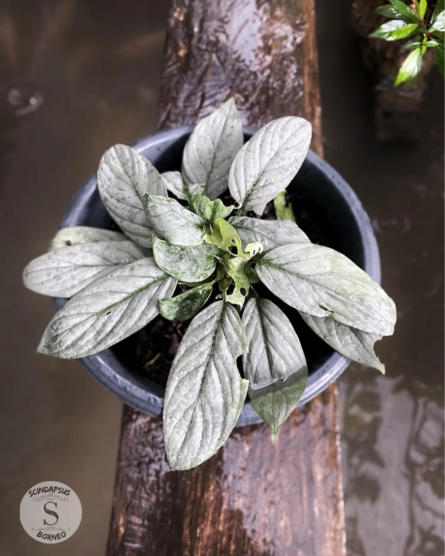 Homalomena Silver Cloud - Scindapsus Borneo