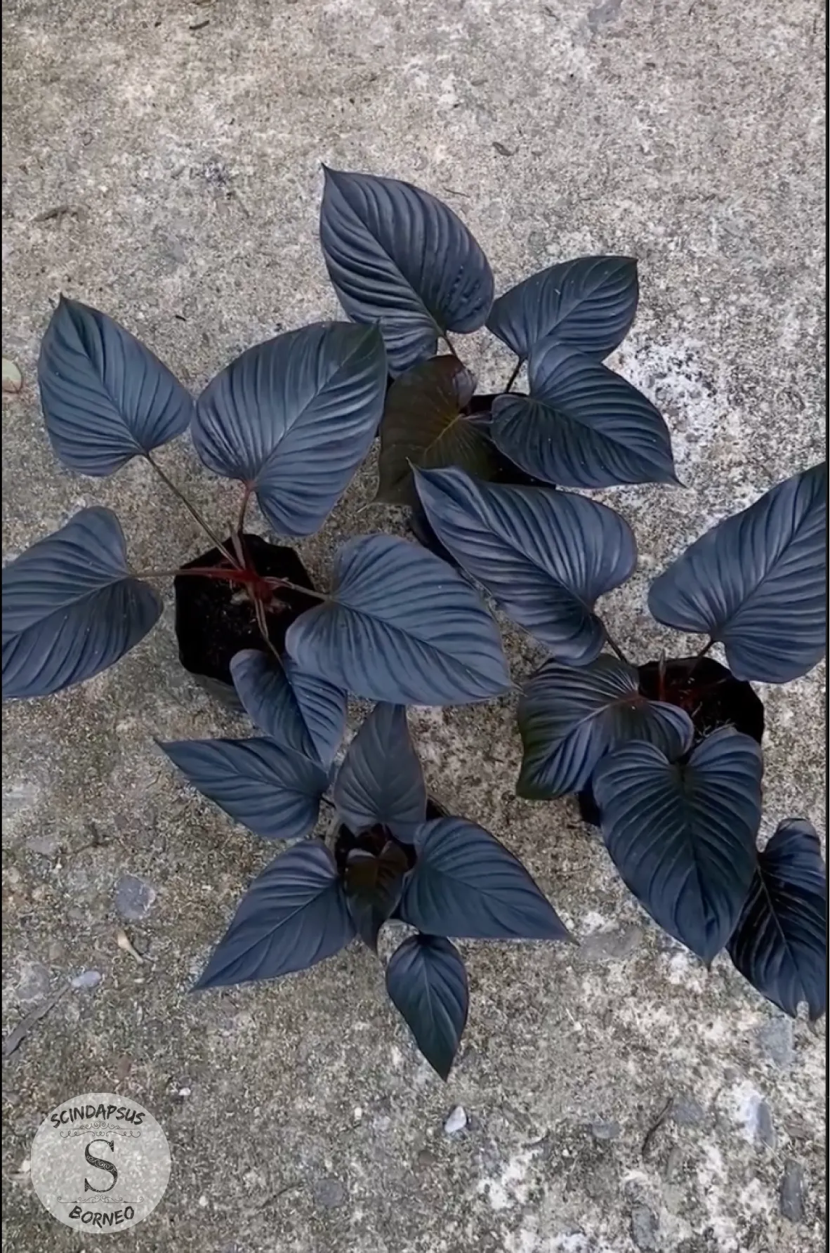 Homalomena Blackout - Scindapsus Borneo