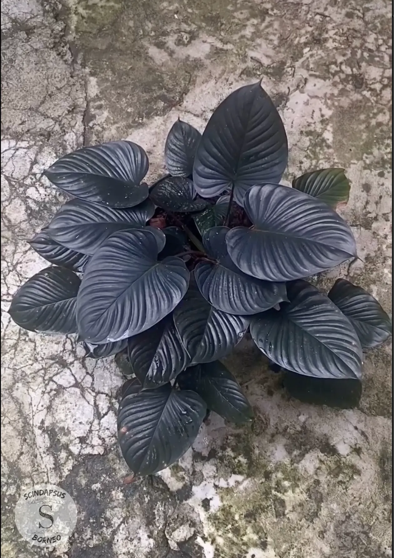 Homalomena Blackout - Scindapsus Borneo