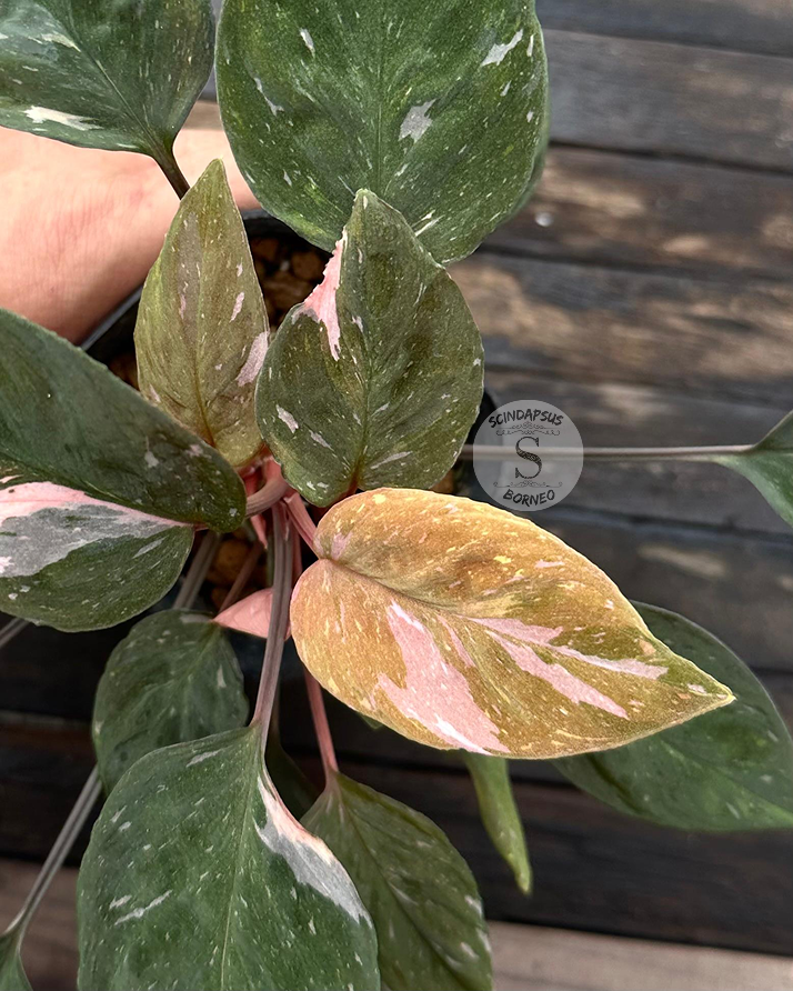 Homalomena Humilis ‘Arkaen’ - Scindapsus Borneo