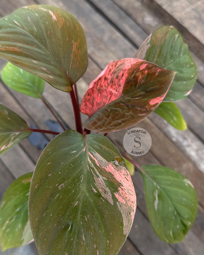 Homalomena Humilis Variegata Pink - Best Selected - Scindapsus Borneo