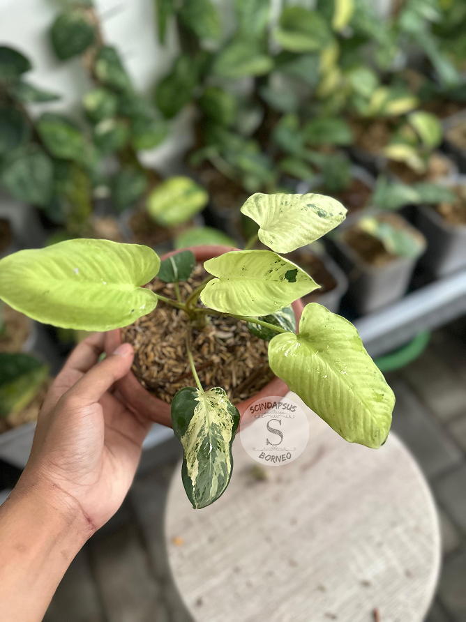 Homalomena Sp Marble – Scindapsus Borneo Homalomena Sp Marble – Scindapsus Borneo