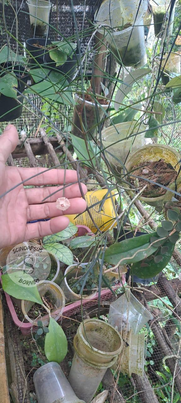 Hoya Spratiodes - Scindapsus Borneo