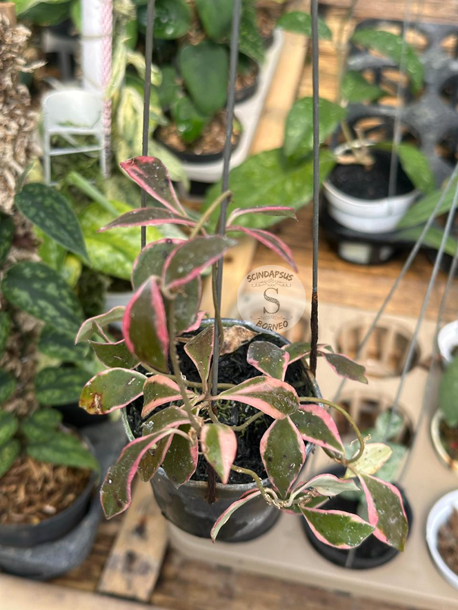 その他観葉植物 Hoya bakoensis variegated Hoya bakoensis variegated 鉢カバー付き Hoya Bakoensis Variegated
