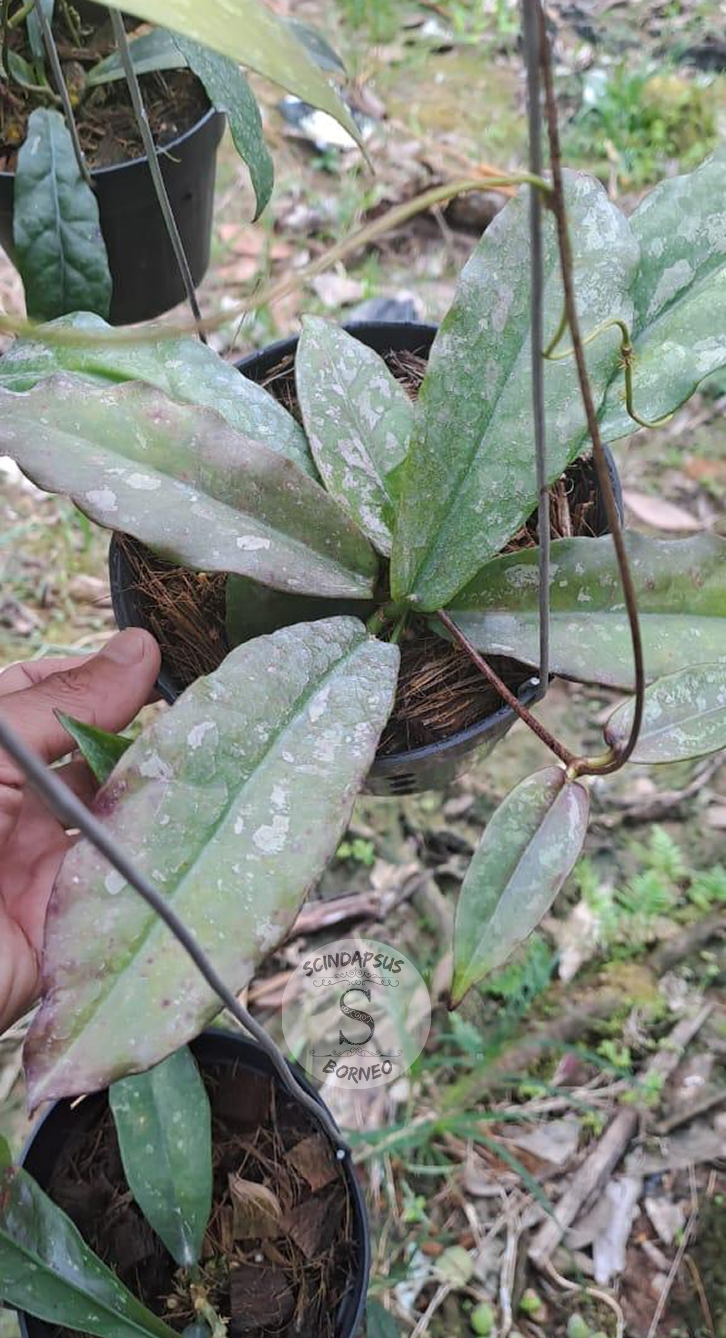 Hoya Buntukensis Splash - Scindapsus Borneo
