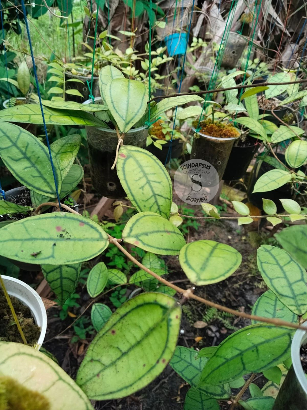 Hoya Calistophylla Vena - Scindapsus Borneo