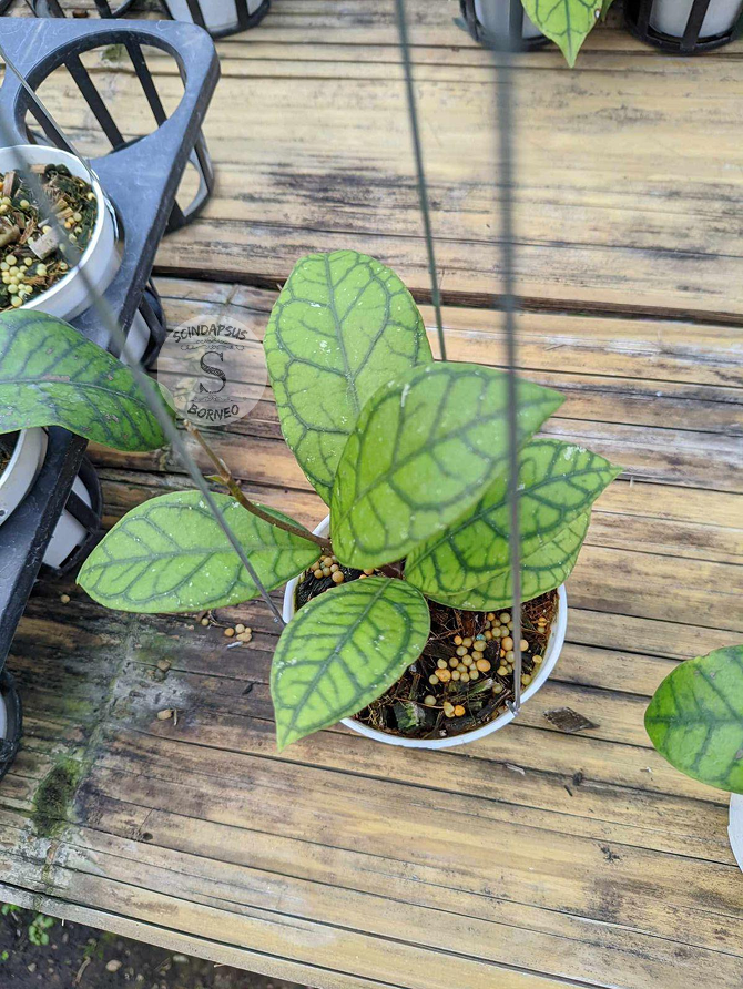 Hoya Casli Venna - Scindapsus Borneo