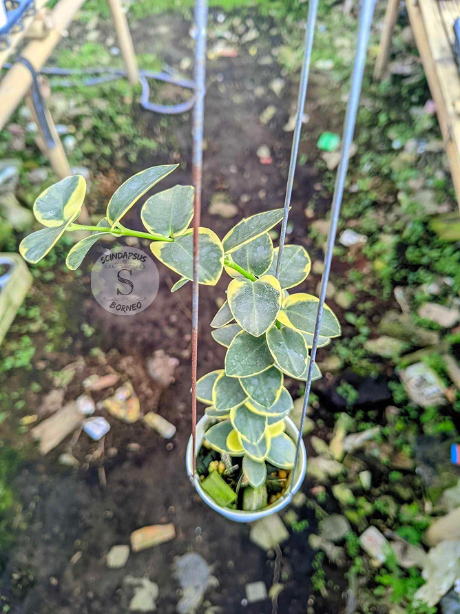 Hoya Cumigiana Albo - Scindapsus Borneo