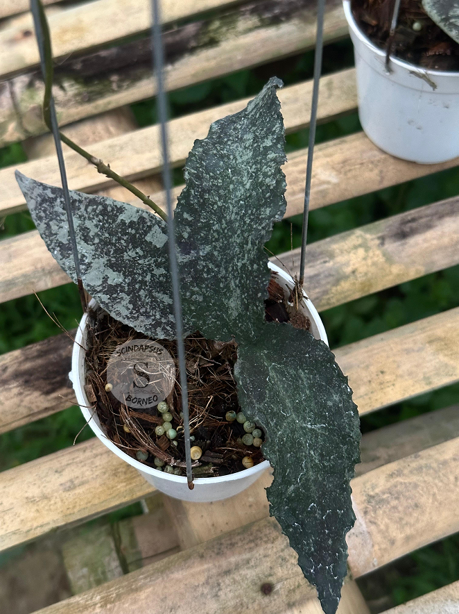 Hoya Flagellata Black