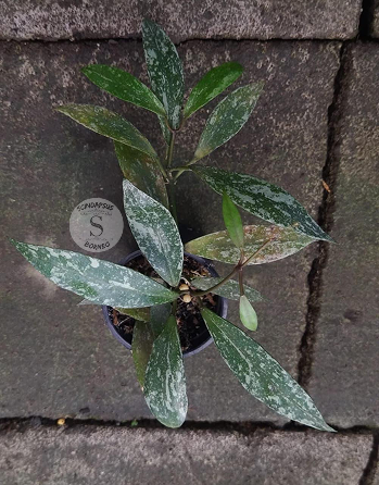 Hoya Lacunosa Laos Splash - Scindapsus Borneo