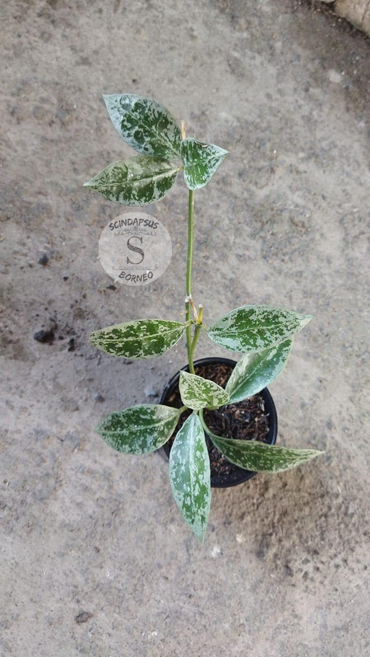 Hoya Lacunosa Zebra Skin – Scindapsus Borneo